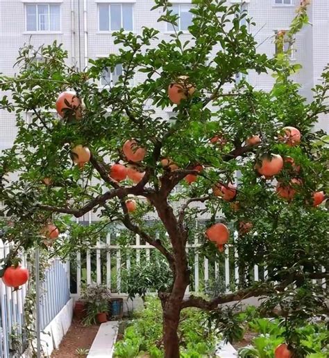 院子里适合种什么树|农村院子适合种植的8种小树，寓意深远，你家院子里种植了没。